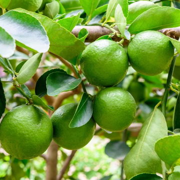 Key Lime Seeds