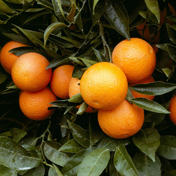 Orange Seeds – Sweet Navel