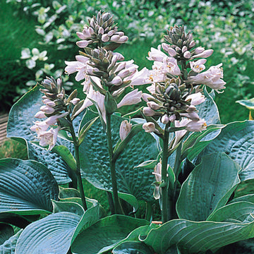 Hosta Seeds – Sieboldiana ‘Elegans’