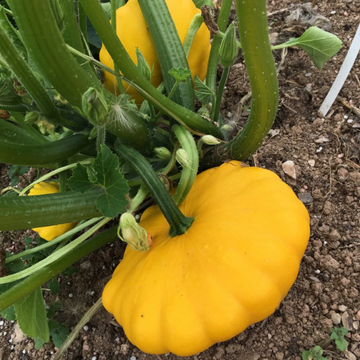 Scallop Squash Seeds – Patty Pan Sunburst