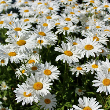 Shasta Daisy Seeds – Perennial