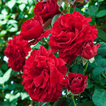 Rose Seeds – Red Climbing