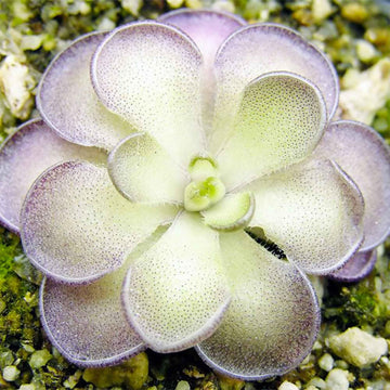 Pinguicula Seeds – Cyclosecta