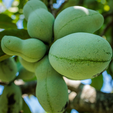 Pawpaw Seeds – Asimina Triloba