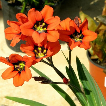 Sparaxis Tricolor Seeds – Orange