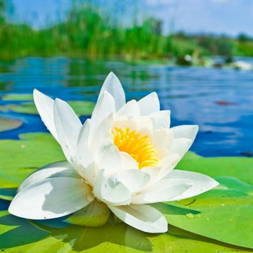 Nymphaea Seeds – White Water Lily