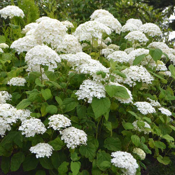 Smooth Hydrangea Seeds – Hardy