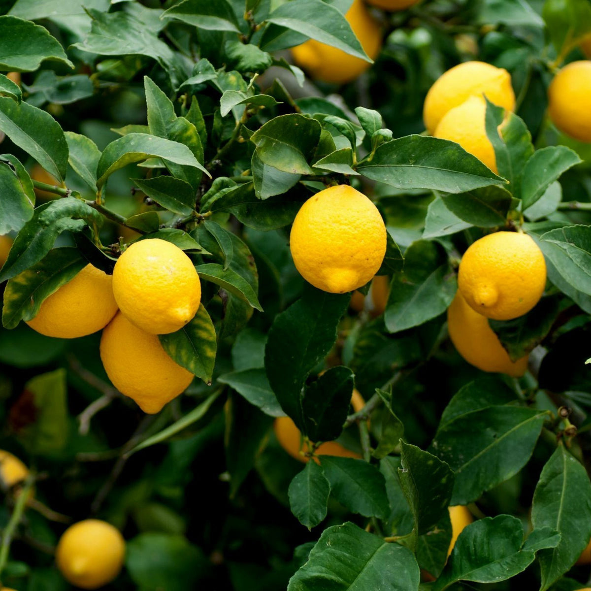 Common Lemon Standard Lemon Seeds | Citrus Fruit Tree Seeds