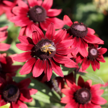 Rudbeckia Seeds – Cherry Brandy