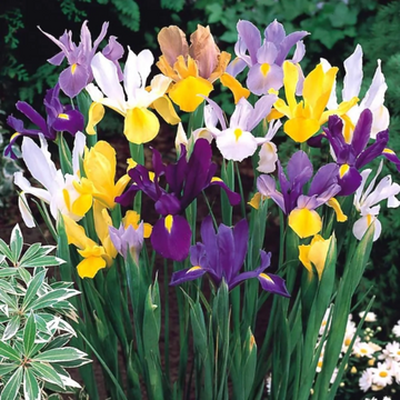 Iris Seeds – Dutch