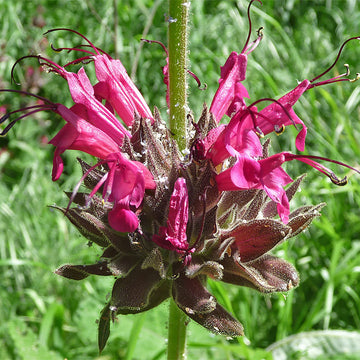 Salvia Spathacea Seeds – Hummingbird Sage
