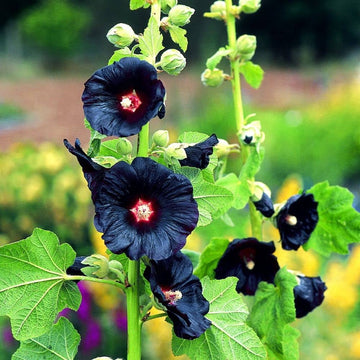 Hollyhock Seeds – Summer Carnival