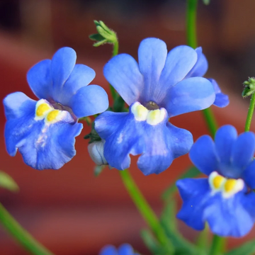 Nemesia Seeds - 'Blue Gem'