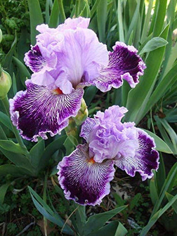 Iris Seeds – Bearded