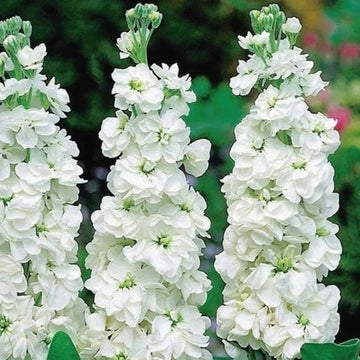 Stock Seeds – White
