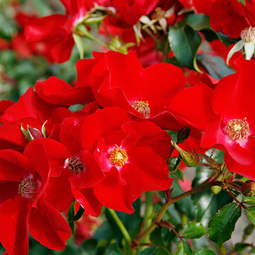 Rosa Rugosa Seeds – Red