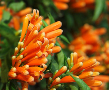 Honeysuckle Seeds – Orange