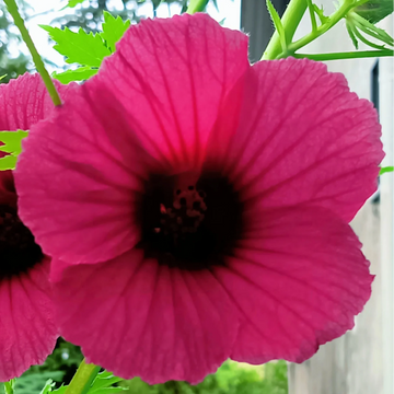 Kenaf Seeds – Hibiscus