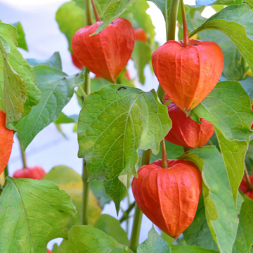 Lantern Seeds – Chinese Lantern