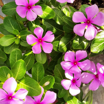 Annual Periwinkle Seeds – Flower Plant