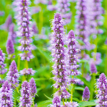 Hyssop Seeds – Lavender