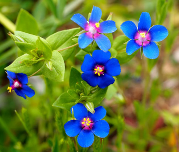 Pimpernel Seeds – Blue
