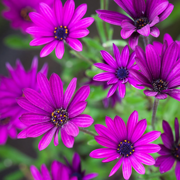 Osteospermum Seeds – Purple