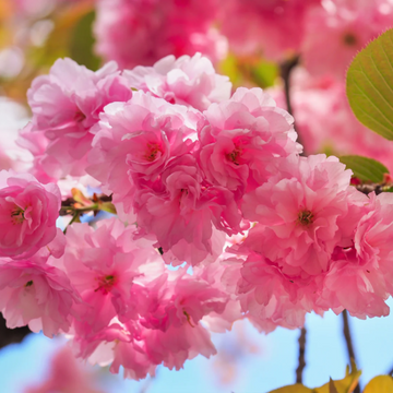 Japanese Cherry Seeds –  Ornamental