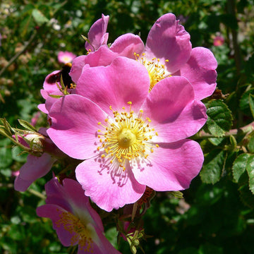 Rosa Rubiginosa Seeds – Sweet Briar Rose