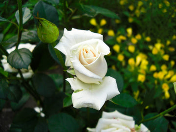 Rose Seeds - White
