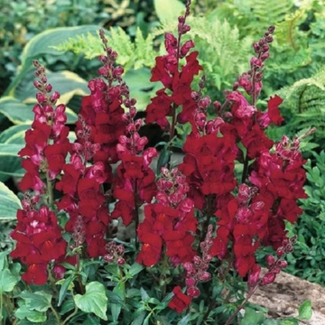 Snapdragon Seeds – Black Prince