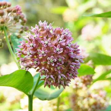 Milkweed Seeds