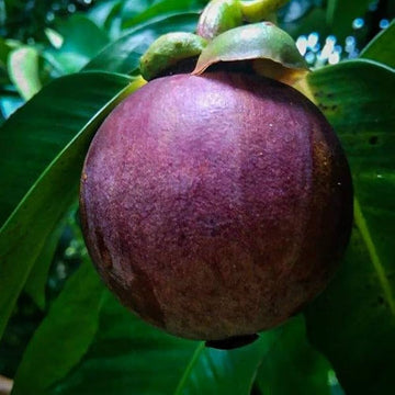 Mangosteen Seeds