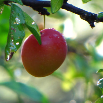 Chickasaw Plum Seeds – Fruit Plant