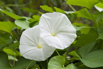 Moonflower Seeds –  White