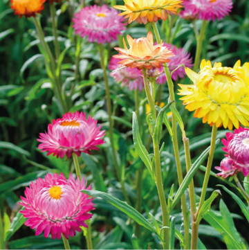 Strawflower Seeds – Heirloom