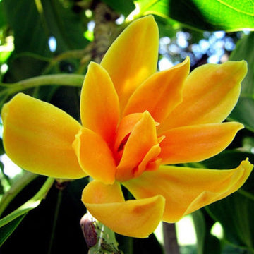 Magnolia Seeds – Champaca