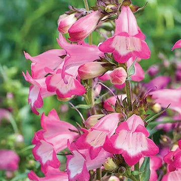 Pink Penstemon Seeds