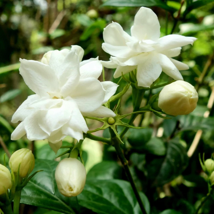 Fragrant Blooming Jasmine Seeds | Garden Flower Vine Seeds