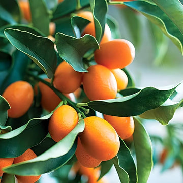 Kumquat Seeds – Orange