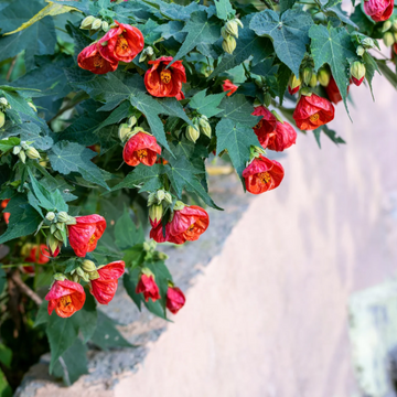 Maple Seeds – Mixed Colors