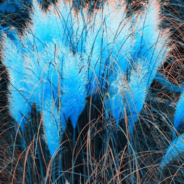 Pampas Grass Seeds – Blue