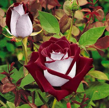 Rose Seeds – Osiria Hybrid Tea