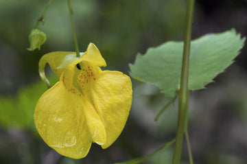 Jewelweed Seeds – Yellow