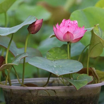 Pink Lotus Seeds