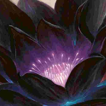 Lotus Seeds – Black