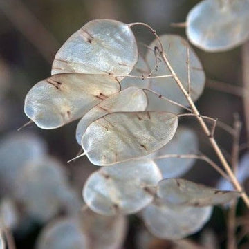 Lunaria Seeds – Annual Honesty