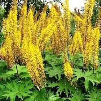 Ligularia Seeds – Wildflower Mix