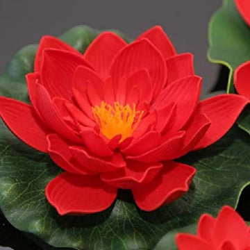 Lotus Seeds – Royal