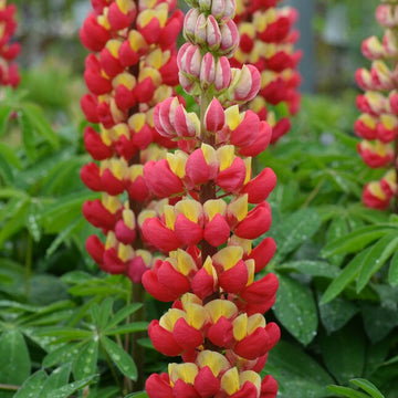 Lupine Seeds – Dark Red & Yellow